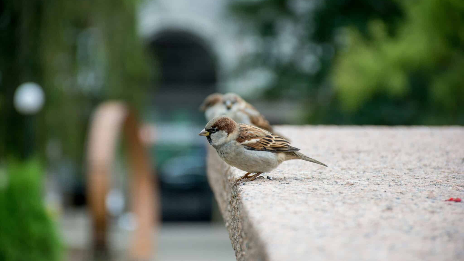 <span id="hs_cos_wrapper_name" class="hs_cos_wrapper hs_cos_wrapper_meta_field hs_cos_wrapper_type_text" style="" data-hs-cos-general-type="meta_field" data-hs-cos-type="text" >”Sverige har misslyckats med implementeringen” – Konflikten mellan EU-rätten och den nationella lagstiftningen</span>