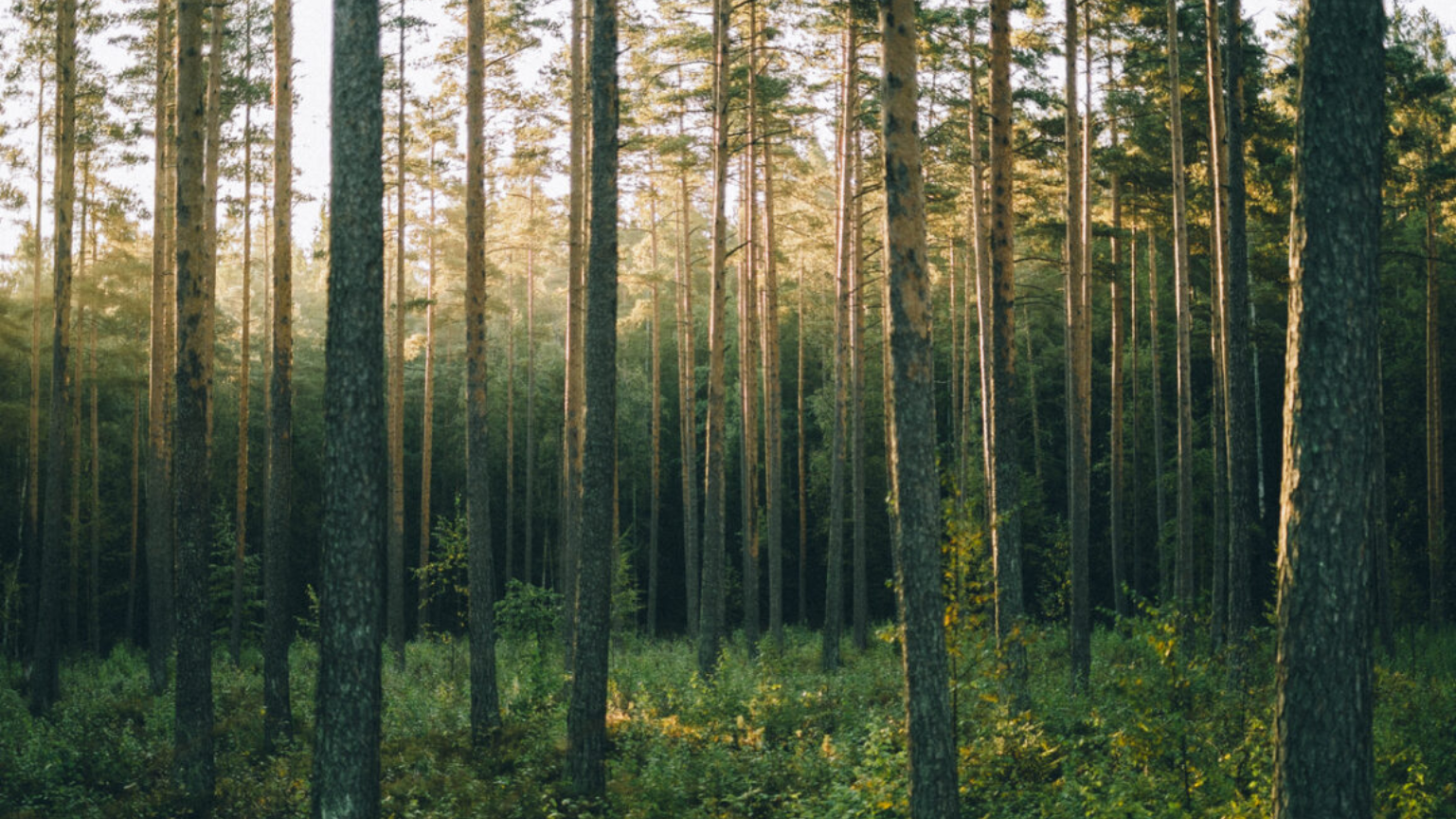 <span id="hs_cos_wrapper_name" class="hs_cos_wrapper hs_cos_wrapper_meta_field hs_cos_wrapper_type_text" style="" data-hs-cos-general-type="meta_field" data-hs-cos-type="text" >Nya förslag för ett tydligare och mer rättssäkert skogsbruk</span>