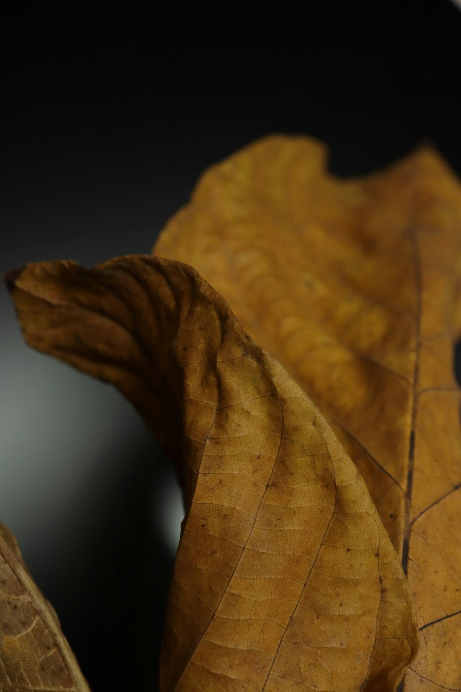 <span id="hs_cos_wrapper_name" class="hs_cos_wrapper hs_cos_wrapper_meta_field hs_cos_wrapper_type_text" style="" data-hs-cos-general-type="meta_field" data-hs-cos-type="text" >Foyen har biträtt vid finansiering i FineCell</span>